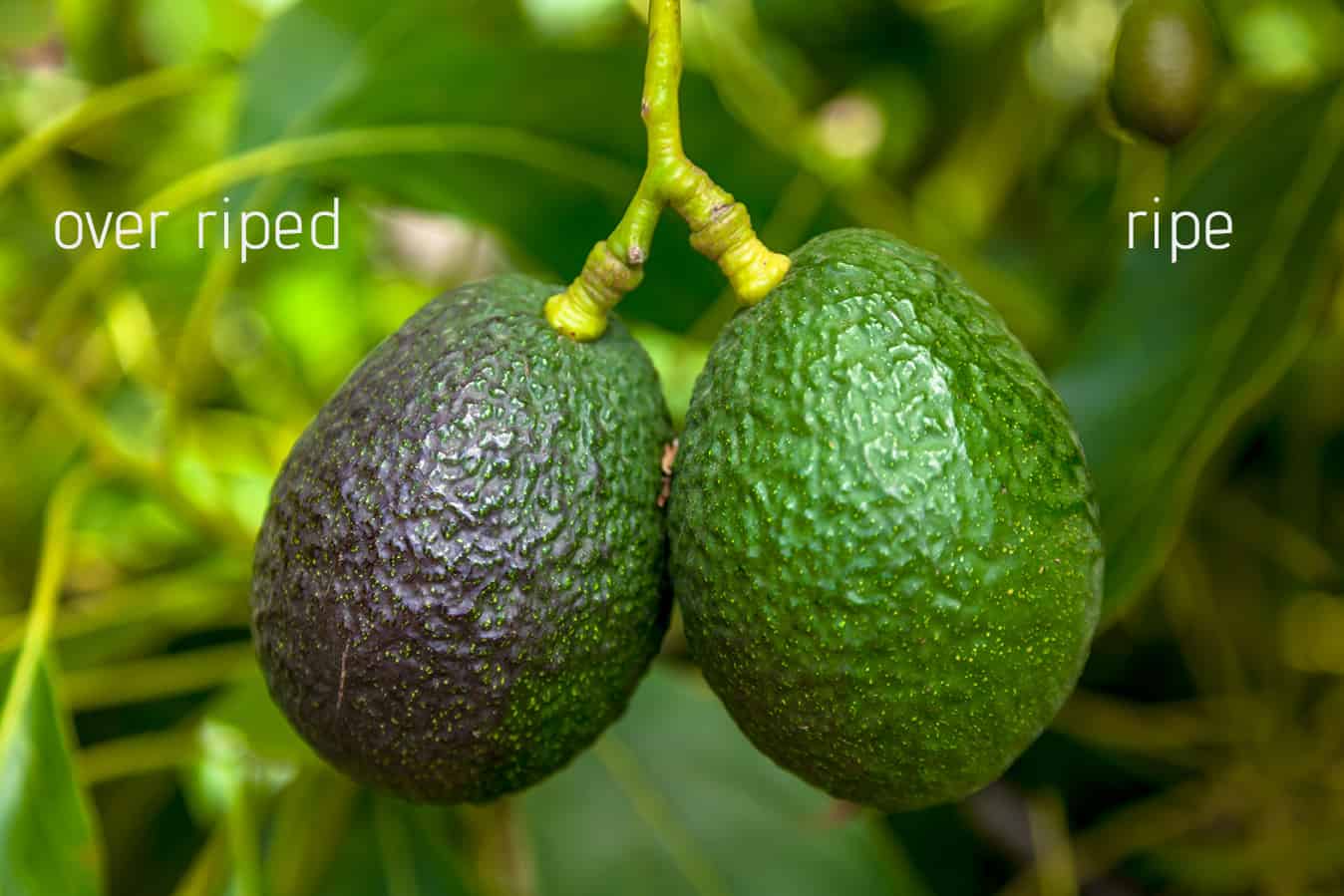 Ripe of avocados